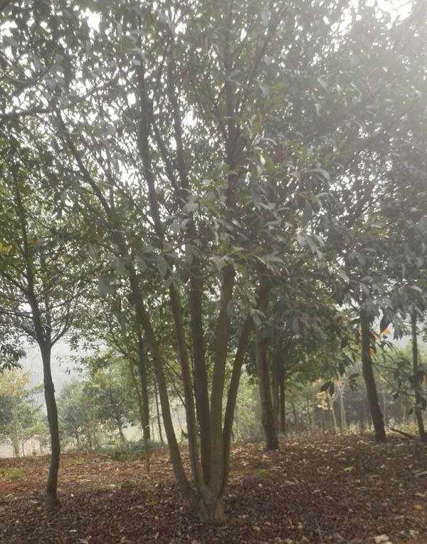 苗木1