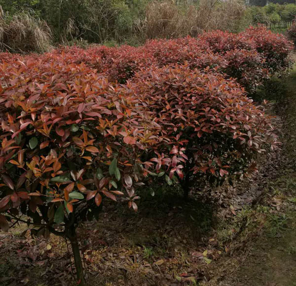 苗木2