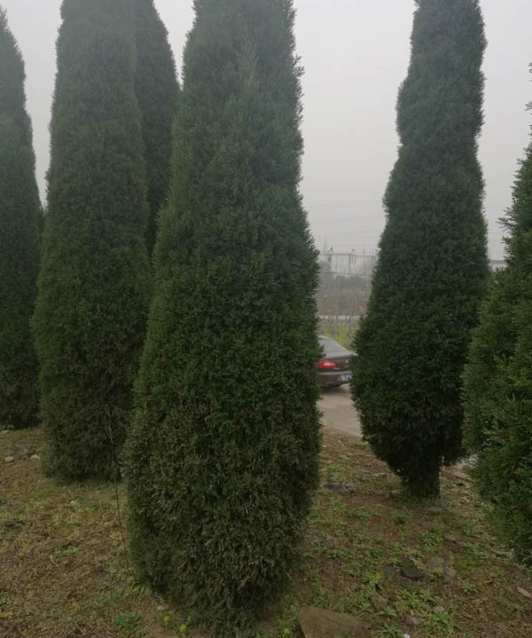 苗木7