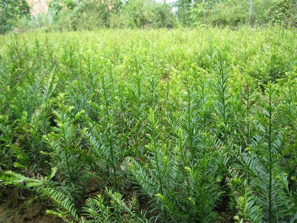 红豆杉