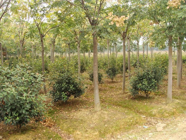 黄山栾树