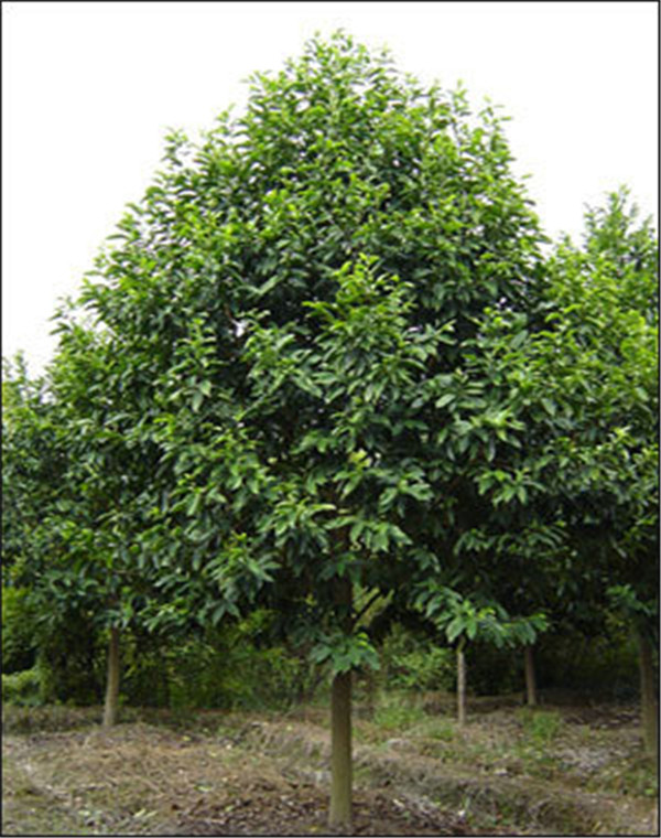 椤木石楠