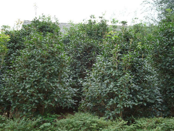 椤木石楠