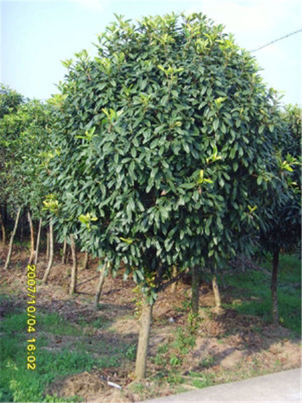 椤木石楠