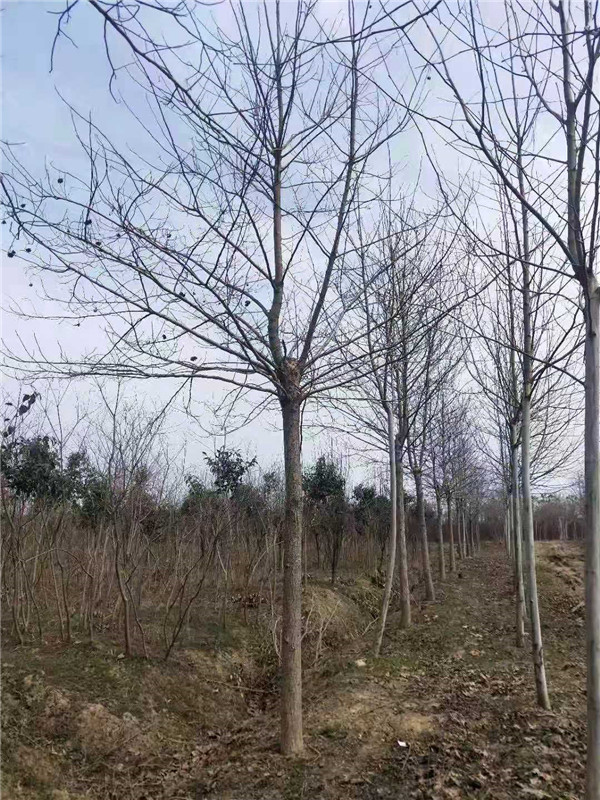 喜树