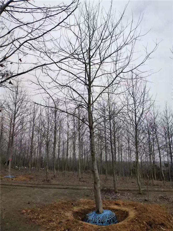 喜树