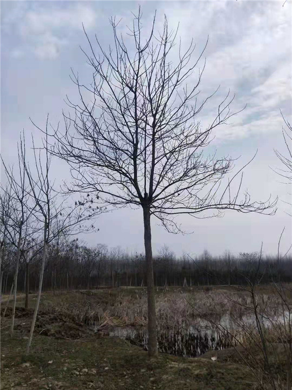 马褂木