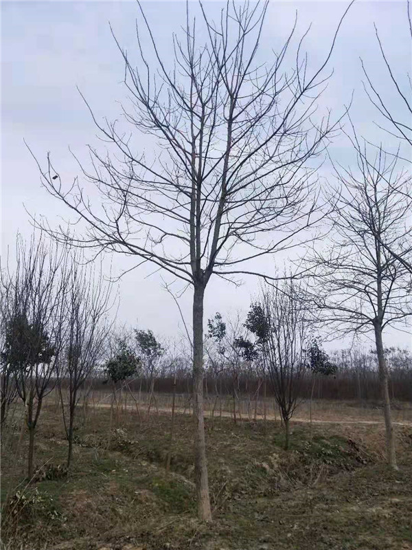 马褂木