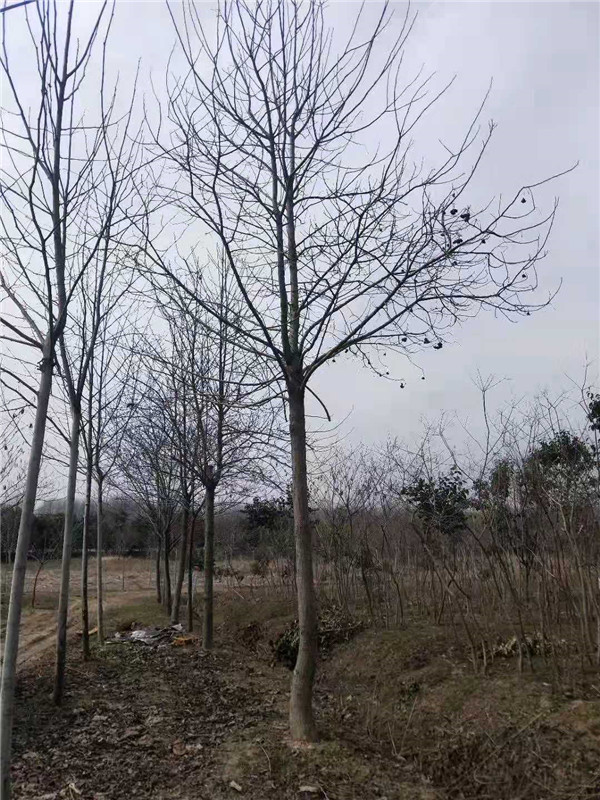 马褂木