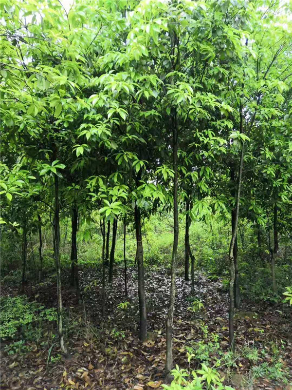 木荷