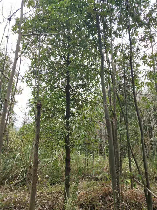 木荷