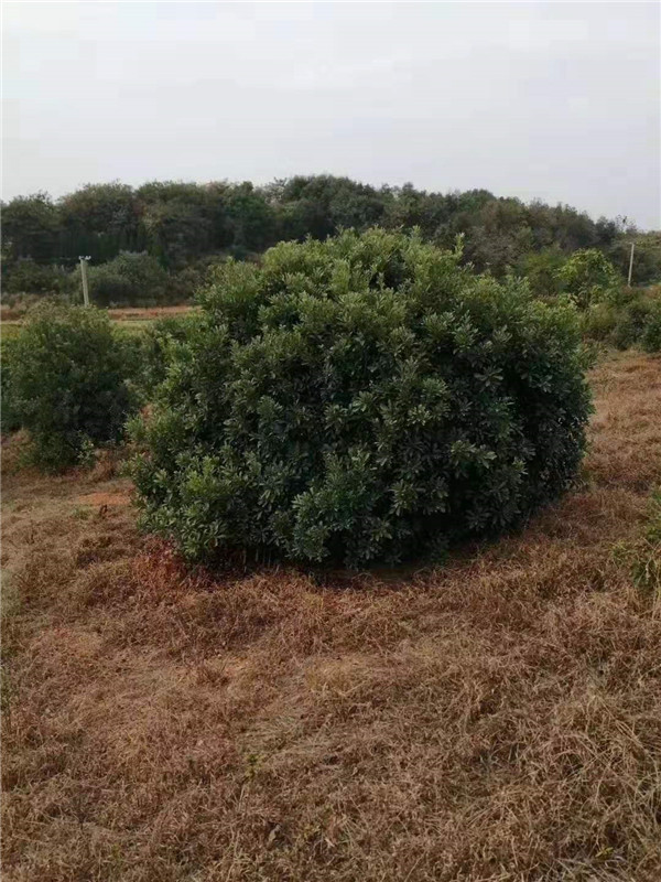 杨梅