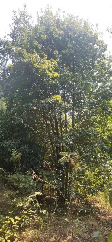 木荷