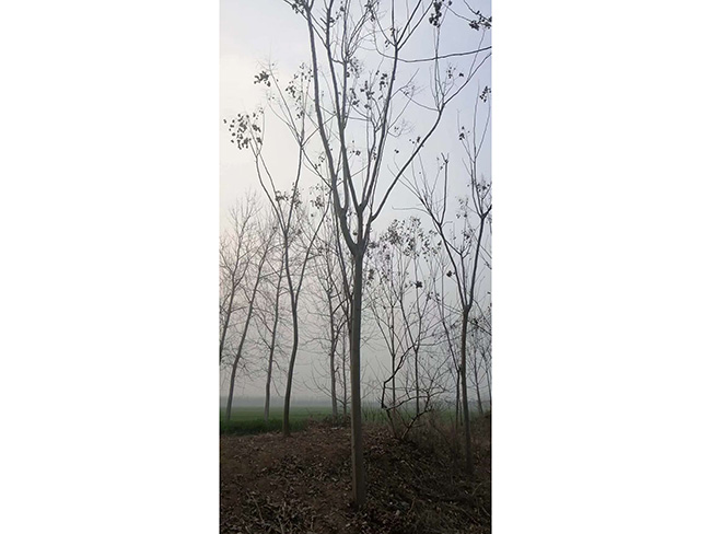 栾树