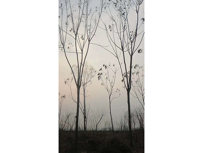 栾树