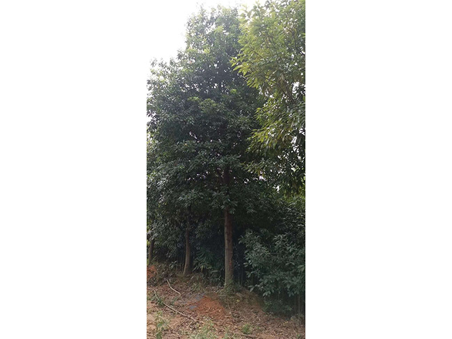 木荷